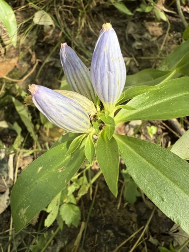 Gentiana andrewsii (closed bottle gentian) (alternate view 6)
