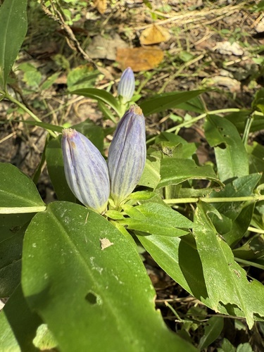 Gentiana andrewsii (closed bottle gentian) (alternate view 7)
