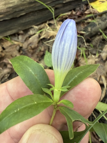 Gentiana andrewsii (closed bottle gentian) (alternate view 8)