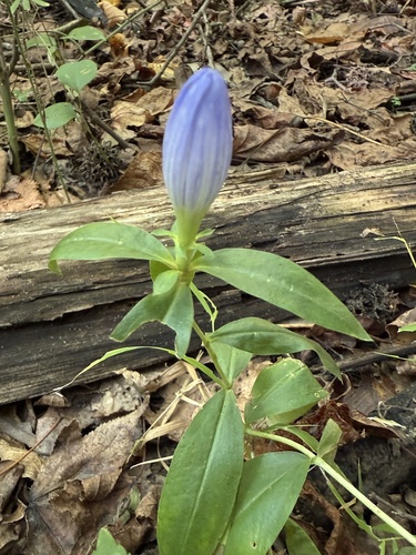 Gentiana andrewsii (closed bottle gentian) (alternate view 9)