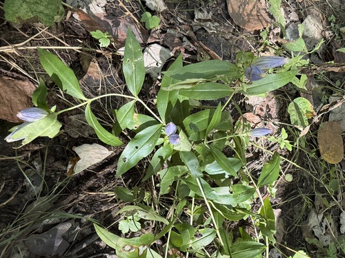 Gentiana andrewsii (closed bottle gentian) (alternate view 10)