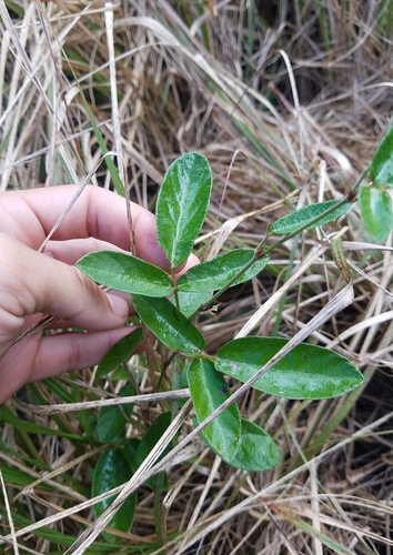 Desmodium incanum (creeping beggarweed) (alternate view 2)