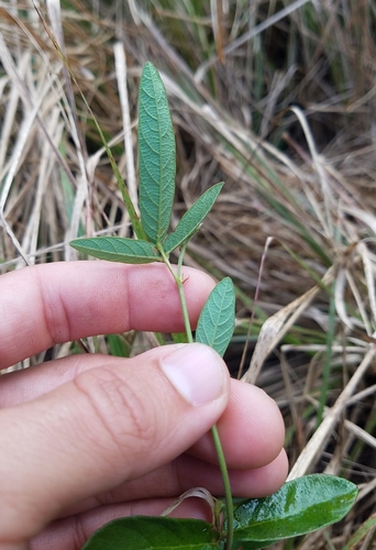 Desmodium incanum (creeping beggarweed) (alternate view 3)