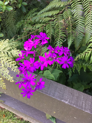 Pericallis × hybrida (Florist's cineraria) (alternate view 4)