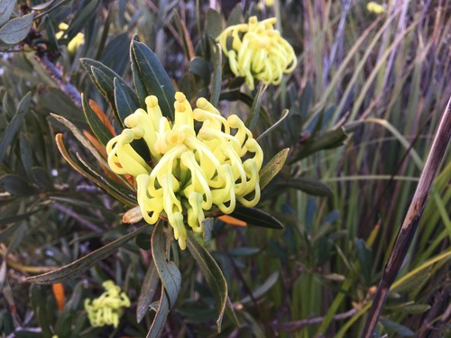 Telopea truncata (Tasmanian Waratah) (alternate view 7)