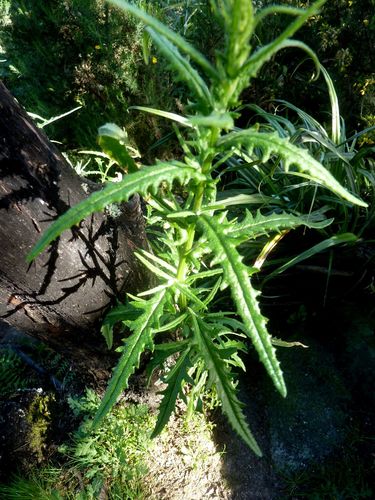 Senecio hispidulus (Hill Fireweed)