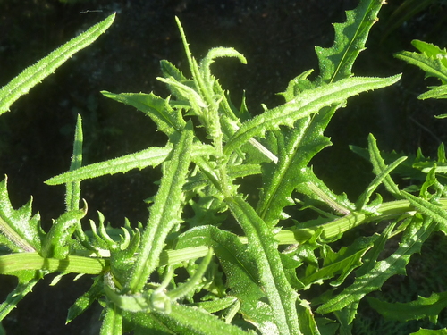 Senecio hispidulus (Hill Fireweed) (alternate view 2)