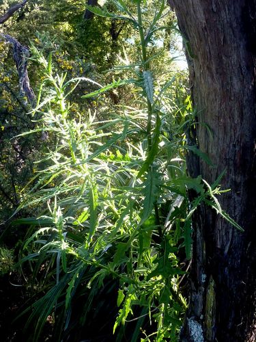 Senecio hispidulus (Hill Fireweed) (alternate view 3)