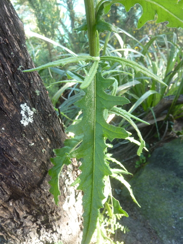Senecio hispidulus (Hill Fireweed) (alternate view 4)