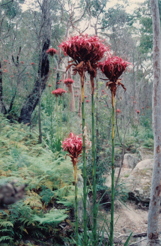 Doryanthes excelsa (Gymea Lily) (alternate view 9)