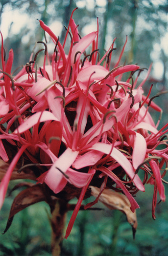 Doryanthes excelsa (Gymea Lily) (alternate view 10)
