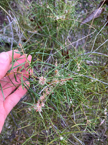 Hakea ulicina (Furze Hakea) (alternate view 5)