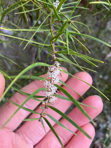 Hakea ulicina (Furze Hakea) (alternate view 4)