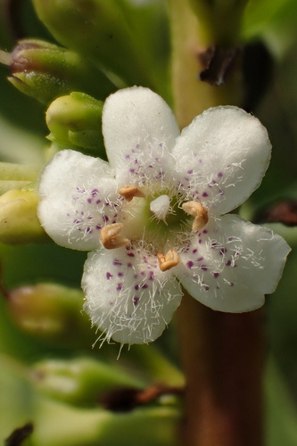 Myoporum montanum (waterbush) (alternate view 2)