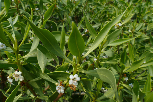 Myoporum montanum (waterbush)