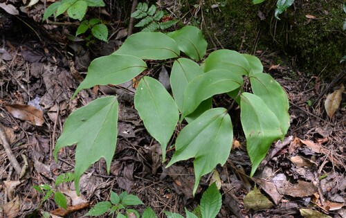 Cyrtomium macrophyllum (Large-leaved Holly Fern)