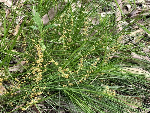 Lomandra filiformis (wattle mat-rush) (alternate view 8)