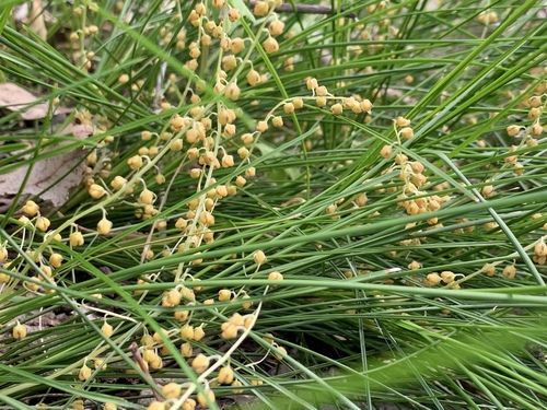 Lomandra filiformis (wattle mat-rush) (alternate view 6)