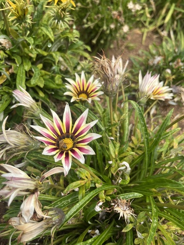 Gazania × splendens (Garden Treasure Flower) (alternate view 6)
