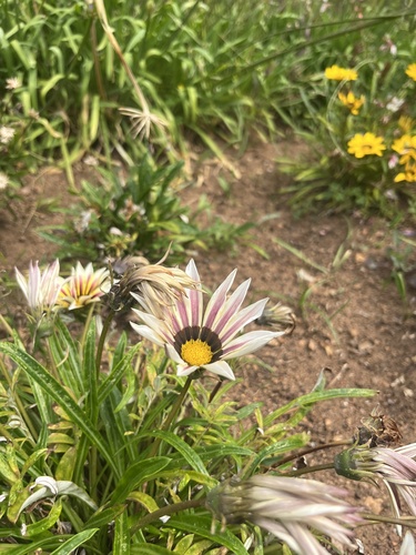 Gazania × splendens (Garden Treasure Flower) (alternate view 7)