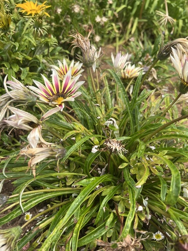 Gazania × splendens (Garden Treasure Flower) (alternate view 8)