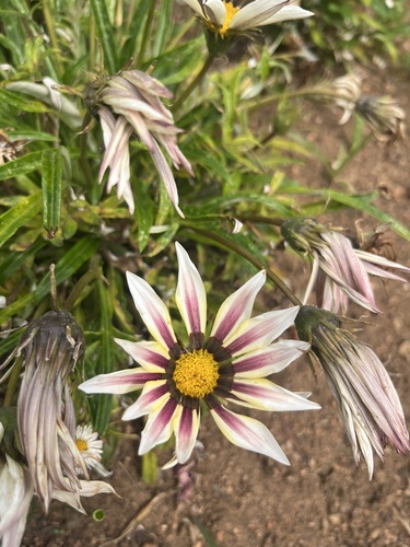Gazania × splendens (Garden Treasure Flower) (alternate view 9)