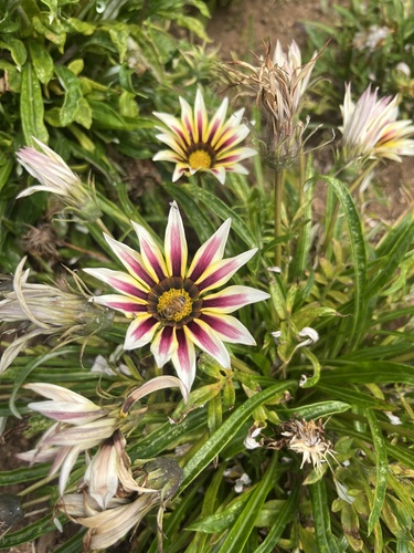 Gazania × splendens (Garden Treasure Flower) (alternate view 10)
