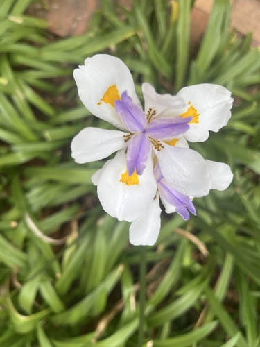 Dietes grandiflora (Large Fortnight Lily) (alternate view 4)