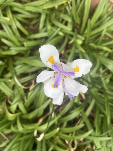 Dietes grandiflora (Large Fortnight Lily) (alternate view 5)