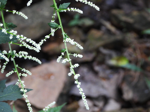 Artemisia lactiflora (White Mugwort)