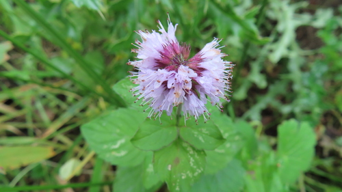 Mentha aquatica (watermint)
