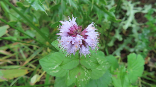 Mentha aquatica (watermint)