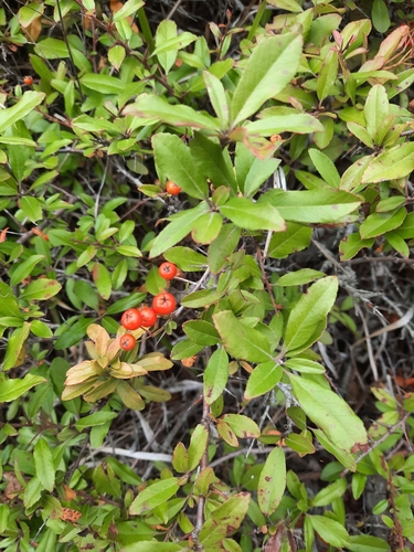 Pyracantha coccinea (Scarlet Firethorn) (alternate view 9)