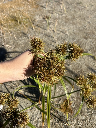 Cyperus odoratus (Fragrant flatsedge) (alternate view 3)