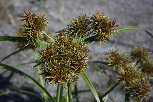 Cyperus odoratus (Fragrant flatsedge)