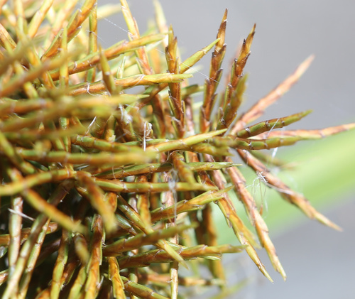 Cyperus odoratus (Fragrant flatsedge) (alternate view 2)