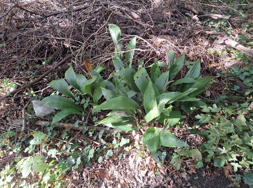 Aspidistra elatior (Cast Iron Plant)