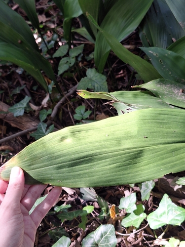 Aspidistra elatior (Cast Iron Plant)