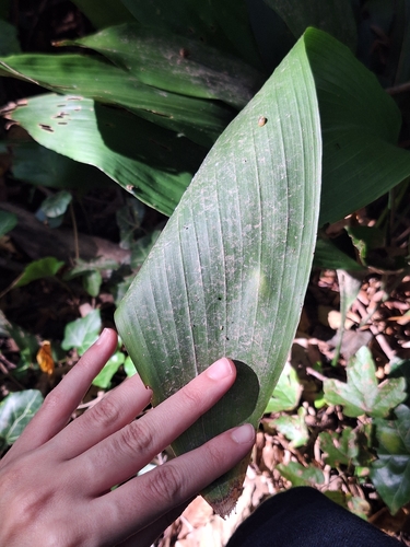 Aspidistra elatior (Cast Iron Plant)