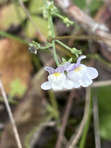 Linaria repens (Pale Toadflax) (alternate view 2)