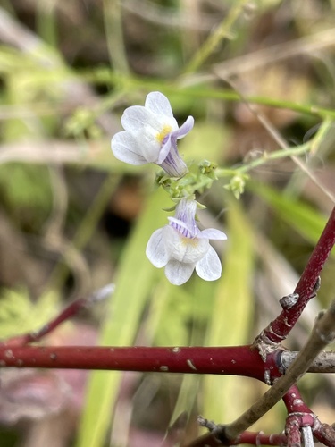 Linaria repens (Pale Toadflax) (alternate view 3)