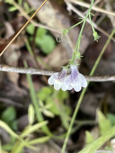 Linaria repens (Pale Toadflax) (alternate view 4)
