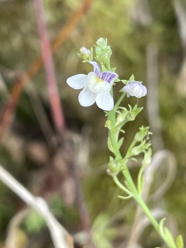 Linaria repens (Pale Toadflax) (alternate view 5)