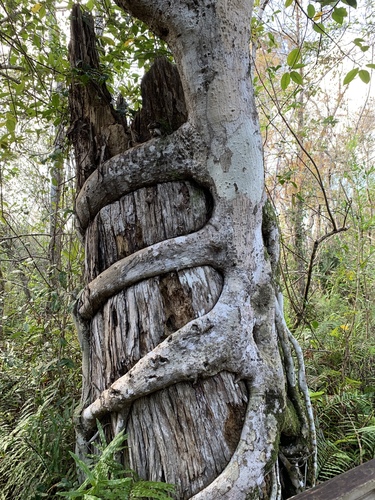 Ficus aurea (Florida Strangler Fig)