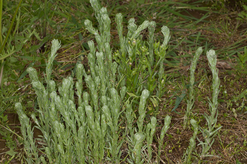 Filago germanica (Common Cudweed)