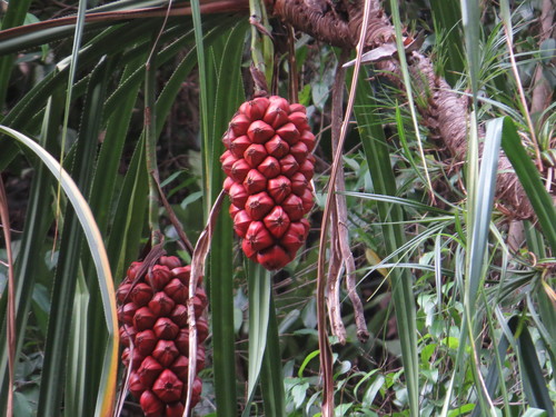 Pandanus (screwpines) (alternate view 4)