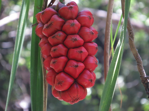 Pandanus (screwpines) (alternate view 5)