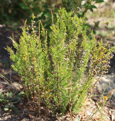 Cryptandra amara (Bitter Cryptandra) (alternate view 3)