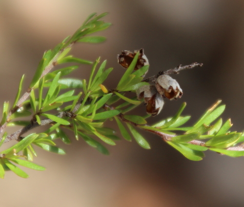 Cryptandra amara (Bitter Cryptandra)