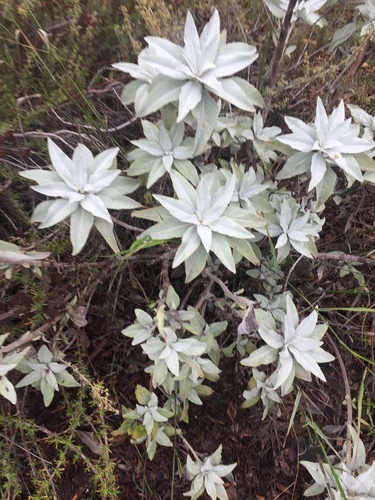Salvia apiana (white sage) (alternate view 8)